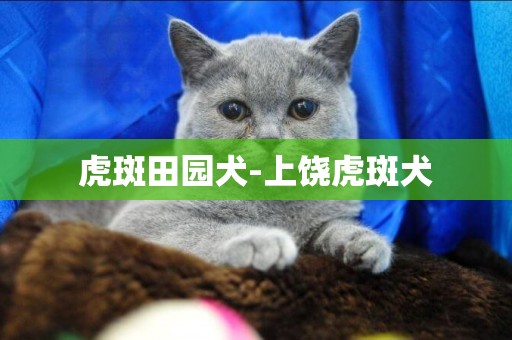 虎斑田園犬-上饒虎斑犬