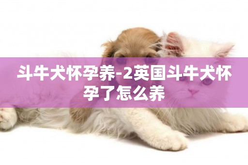 斗牛犬懷孕養-2英國斗牛犬懷孕了怎么養