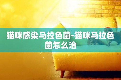貓咪感染馬拉色菌-貓咪馬拉色菌怎么治