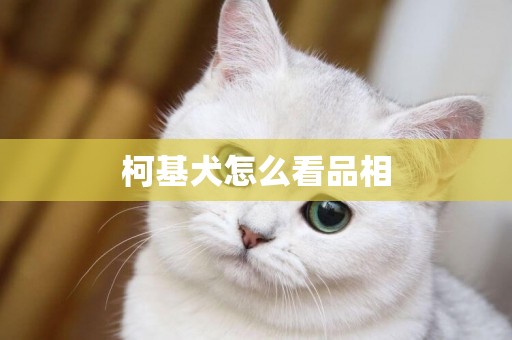 柯基犬怎么看品相