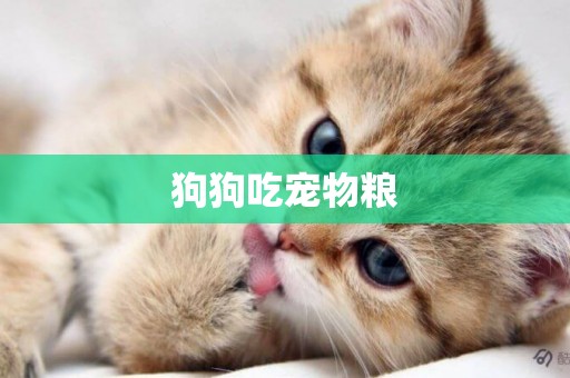 狗狗吃寵物糧