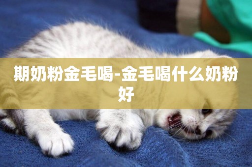 期奶粉金毛喝-金毛喝什么奶粉好