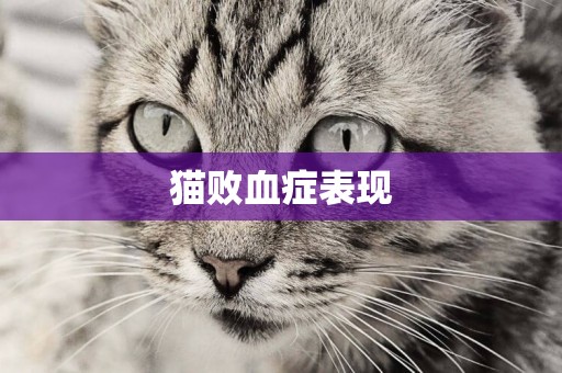 貓敗血癥表現