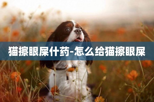 貓擦眼屎什藥-怎么給貓擦眼屎