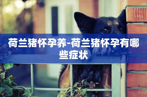 荷蘭豬懷孕養-荷蘭豬懷孕有哪些癥狀