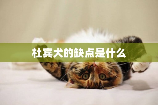 杜賓犬的缺點是什么