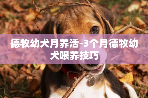 德牧幼犬月養活-3個月德牧幼犬喂養技巧