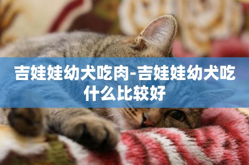 吉娃娃幼犬吃肉-吉娃娃幼犬吃什么比較好