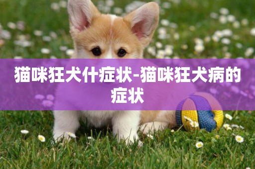 貓咪狂犬什癥狀-貓咪狂犬病的癥狀