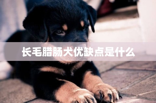 長毛臘腸犬優缺點是什么