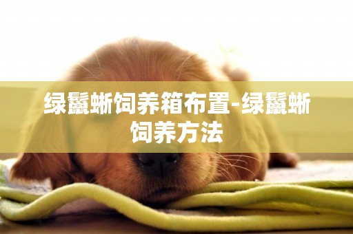 綠鬣蜥飼養箱布置-綠鬣蜥飼養方法