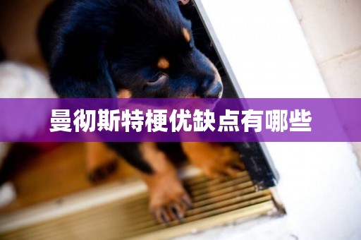 曼徹斯特梗優缺點有哪些