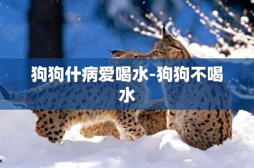 狗狗什病愛喝水-狗狗不喝水