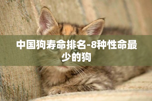 中國狗壽命排名-8種性命最少的狗