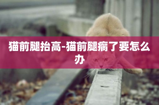貓前腿抬高-貓前腿瘸了要怎么辦