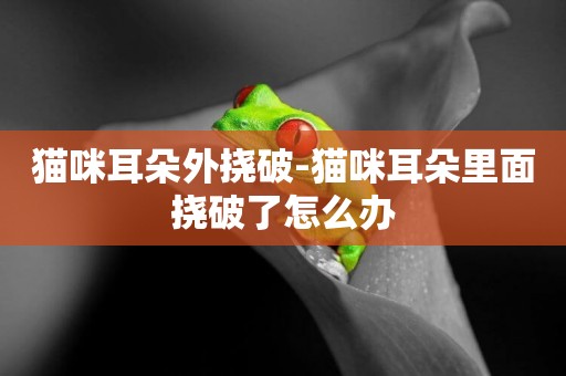 貓咪耳朵外撓破-貓咪耳朵里面撓破了怎么辦