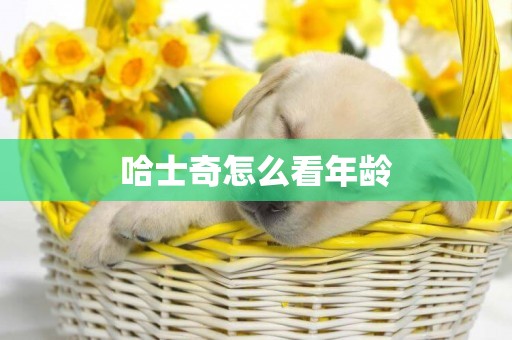 哈士奇怎么看年齡