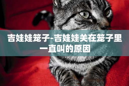 吉娃娃籠子-吉娃娃關在籠子里一直叫的原因