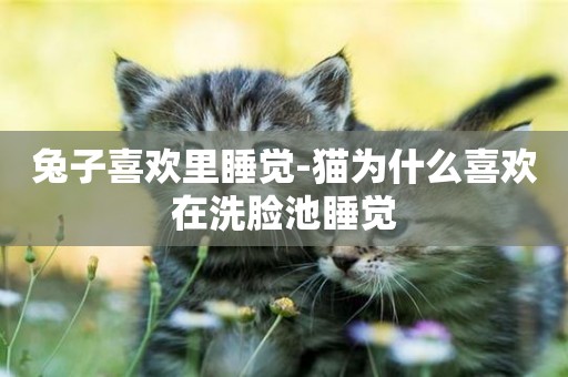 兔子喜歡里睡覺-貓為什么喜歡在洗臉池睡覺
