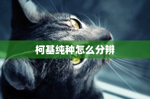 柯基純種怎么分辨