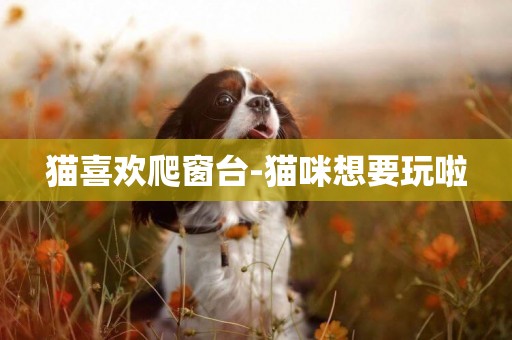 貓喜歡爬窗臺-貓咪想要玩啦