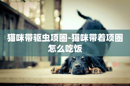 貓咪帶驅蟲項圈-貓咪帶著項圈怎么吃飯