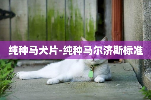 純種馬犬片-純種馬爾濟斯標準
