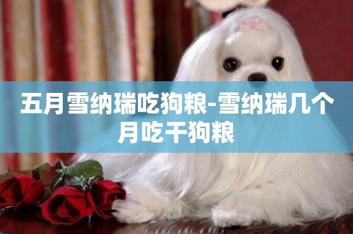 五月雪納瑞吃狗糧-雪納瑞幾個月吃干狗糧