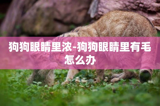 狗狗眼睛里濃-狗狗眼睛里有毛怎么辦