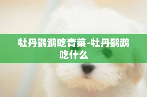 牡丹鸚鵡吃青菜-牡丹鸚鵡吃什么