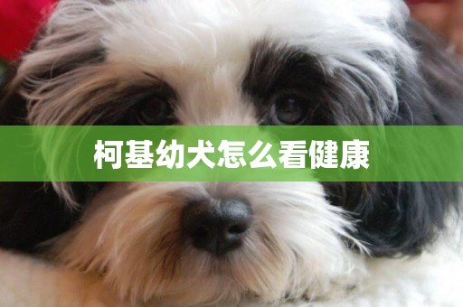 柯基幼犬怎么看健康