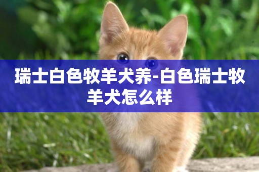 瑞士白色牧羊犬養-白色瑞士牧羊犬怎么樣