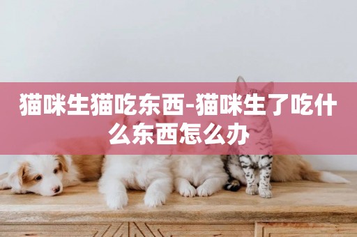 貓咪生貓吃東西-貓咪生了吃什么東西怎么辦