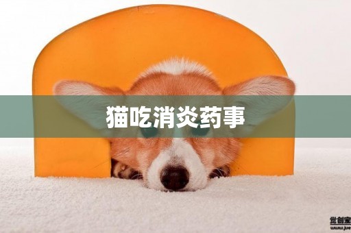 貓吃消炎藥事