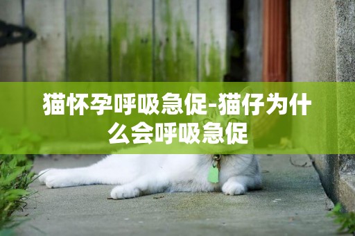 貓懷孕呼吸急促-貓仔為什么會呼吸急促