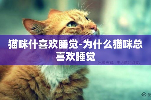 貓咪什喜歡睡覺-為什么貓咪總喜歡睡覺