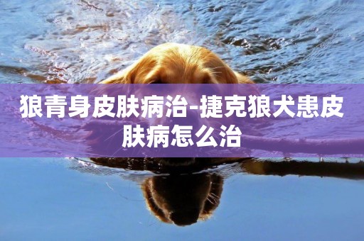 狼青身皮膚病治-捷克狼犬患皮膚病怎么治