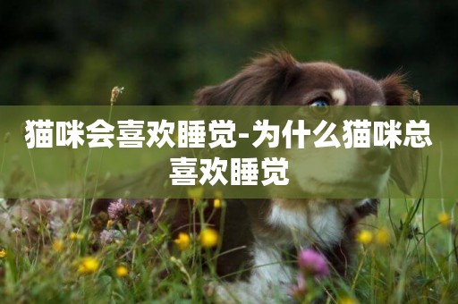 貓咪會喜歡睡覺-為什么貓咪總喜歡睡覺