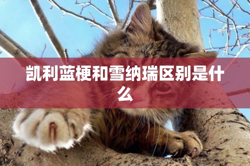 凱利藍梗和雪納瑞區別是什么