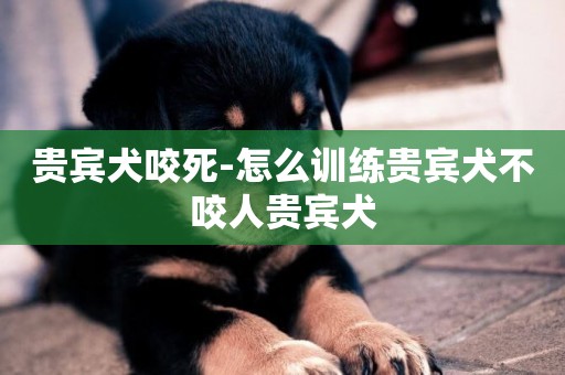 貴賓犬咬死-怎么訓練貴賓犬不咬人貴賓犬