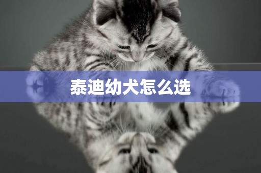 泰迪幼犬怎么選