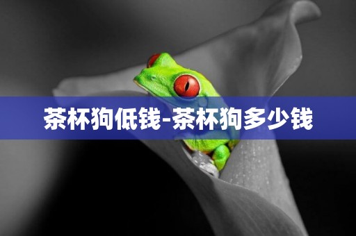 茶杯狗低錢-茶杯狗多少錢