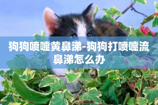 狗狗噴嚏黃鼻涕-狗狗打噴嚏流鼻涕怎么辦