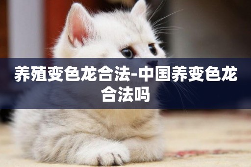 養殖變色龍合法-中國養變色龍合法嗎