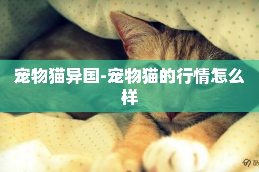 寵物貓異國-寵物貓的行情怎么樣