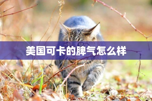 美國可卡的脾氣怎么樣