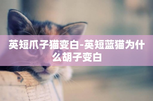 英短爪子貓變白-英短藍貓為什么胡子變白