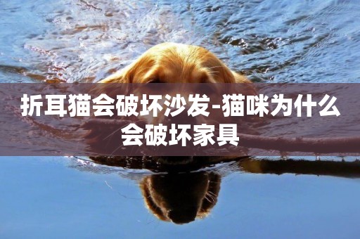 折耳貓會破壞沙發-貓咪為什么會破壞家具