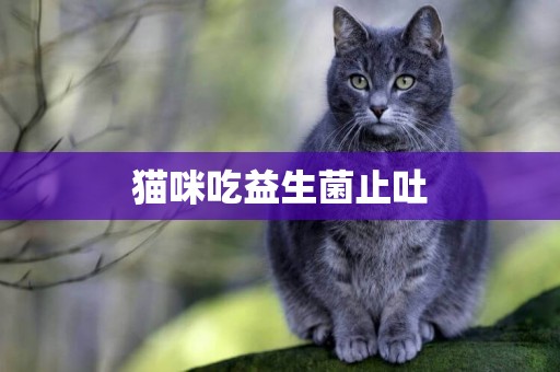 貓咪吃益生菌止吐