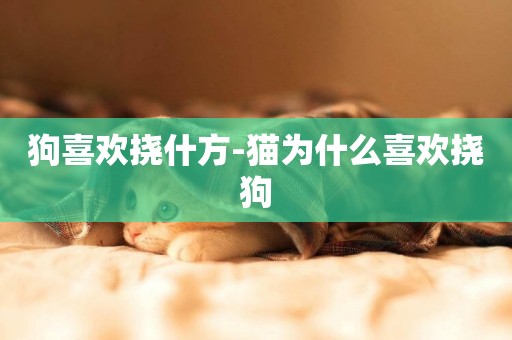 狗喜歡撓什方-貓為什么喜歡撓狗